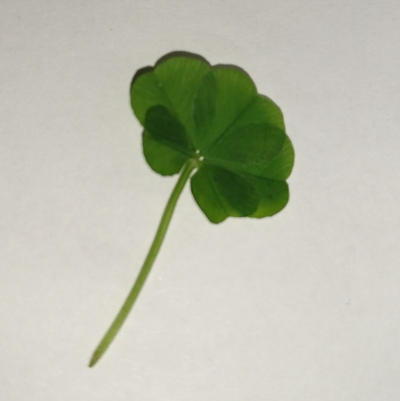 🍀 WILD 5 Five Leaf Clover Rare REAL Just 4U Found 4/23/23 USA yard Lucky Rose - Picture 3 of 17